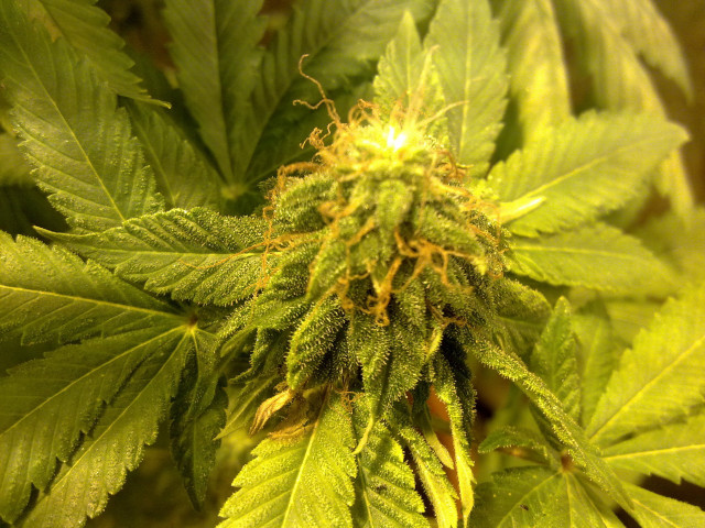 Green plant leaves dirt blurry free wallpaper for desktop - medium preview image