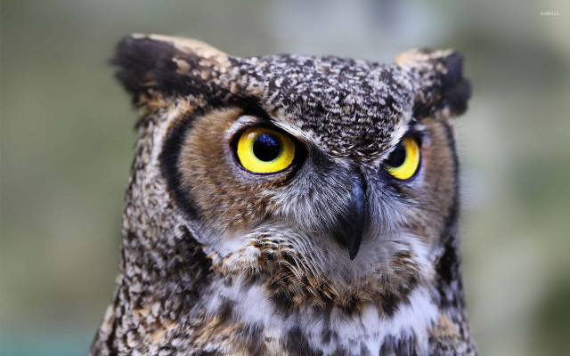 Owl yellow eyes blurry background free wallpaper for desktop - medium preview image