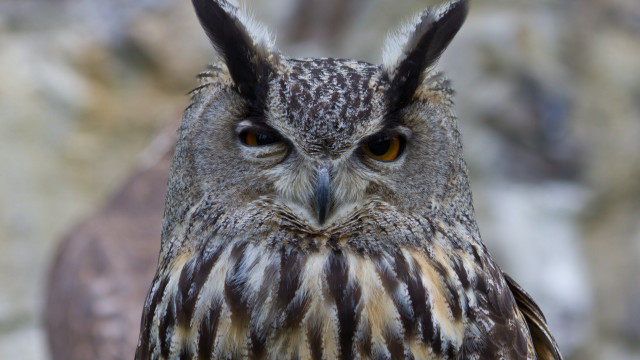 Owl closeup blurry background trees free wallpaper for desktop - medium preview image