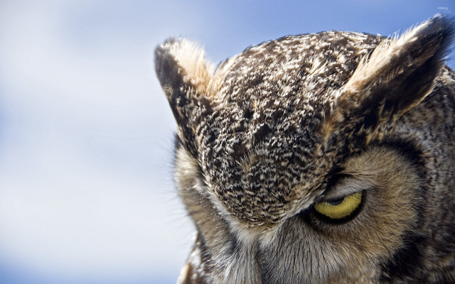 Owl yellow eyes looking camera free wallpaper for desktop - medium preview image