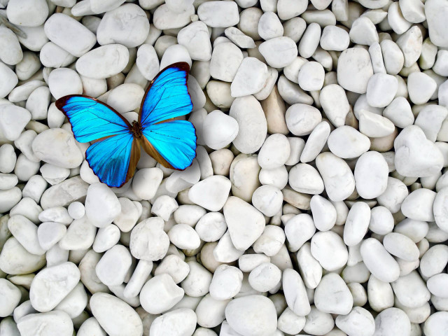 Blue butterfly white rocks brown free wallpaper for desktop - medium preview image