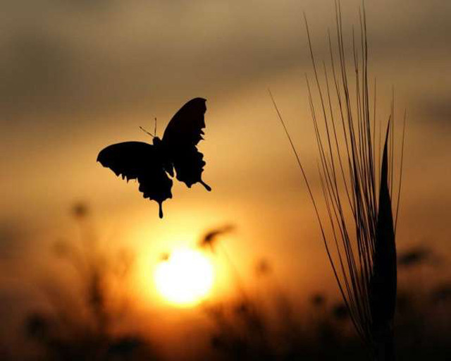 Butterfly flying field sunset silhouette free wallpaper for desktop - medium preview image