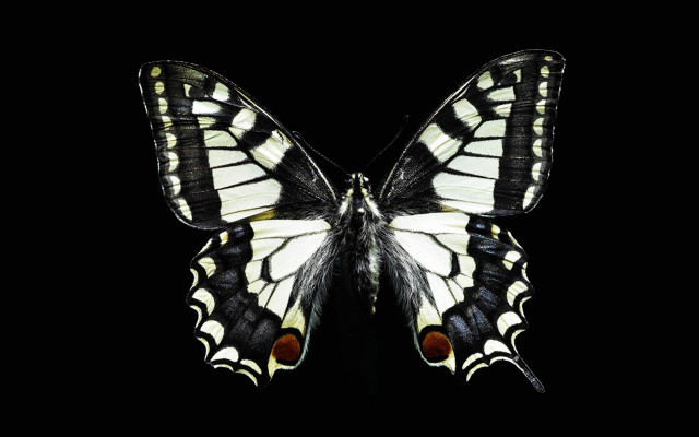 Butterfly black white red spot free wallpaper for desktop - medium preview image