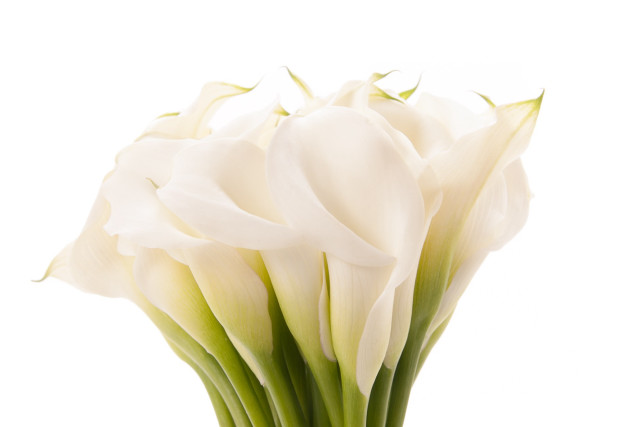 White flower vase white background free wallpaper for desktop - medium preview image