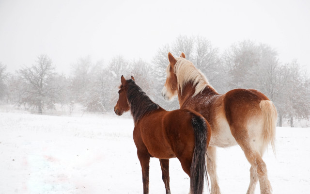 Horses snowy field trees looking free wallpaper for desktop - medium preview image