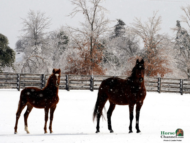 Horses snowy field trees fence free wallpaper for desktop - medium preview image