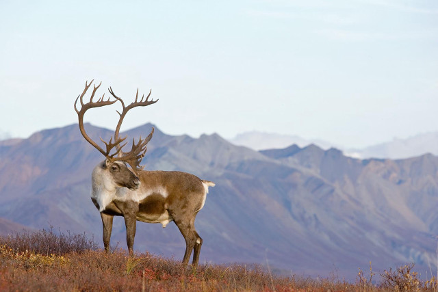 Deer hillside mountains sky grass free wallpaper for desktop - medium preview image