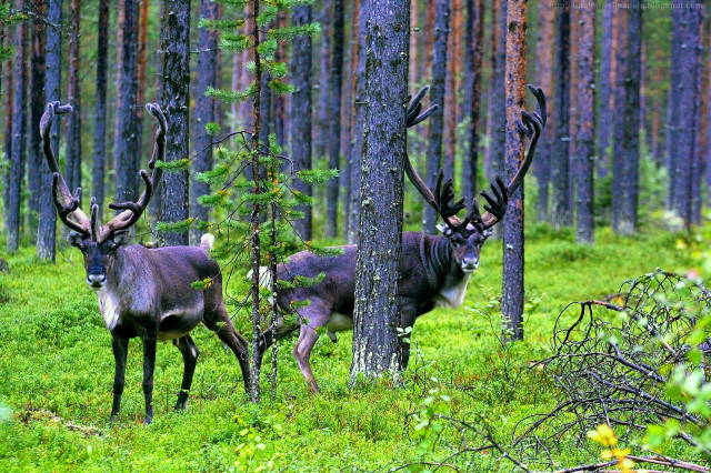 Two deer forest tall trees free wallpaper for desktop - medium preview image