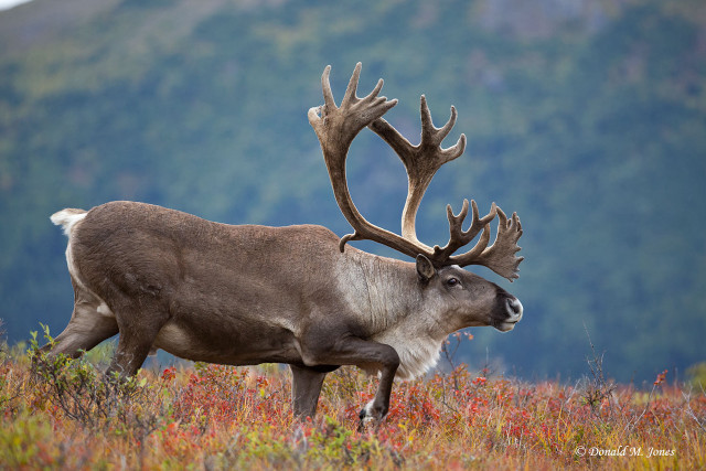 Reindeer antlers field mountains autumn free wallpaper for desktop - medium preview image