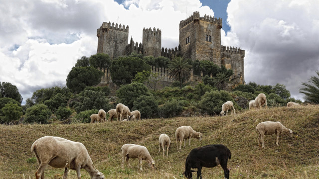 Sheep grazing hillside castle tall free wallpaper for desktop - medium preview image