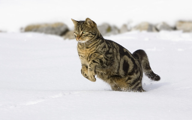 Cat running snow paws back free wallpaper for desktop - medium preview image