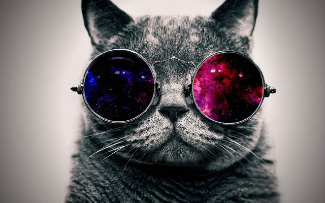 Cat glasses space theme moon free wallpaper for desktop - medium preview image