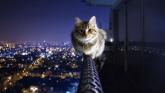 Cat sitting metal railing nighttime free wallpaper for desktop - medium preview image