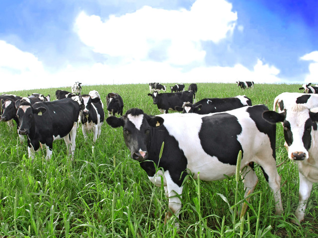 Cows herd lush green field free wallpaper for desktop - medium preview image