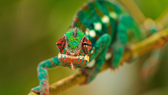 Green chameleon sitting branch mouth free wallpaper for desktop - medium preview image