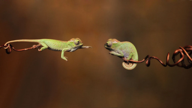 Two small lizards climbing wire free wallpaper for desktop - medium preview image
