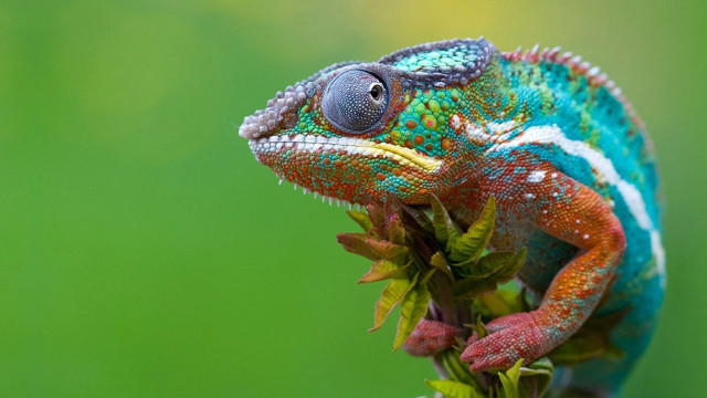 Colorful chameleon branch green background free wallpaper for desktop - medium preview image