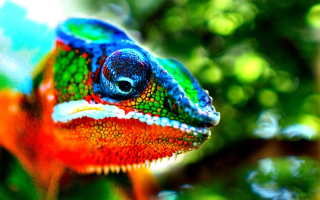 Colorful chameleon macro blurry background free wallpaper for desktop - medium preview image