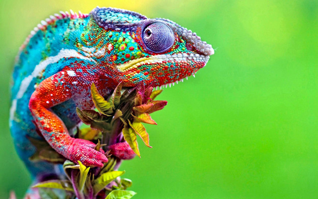 Colorful chameleon branch leaves mouth #2 free wallpaper for desktop - medium preview image