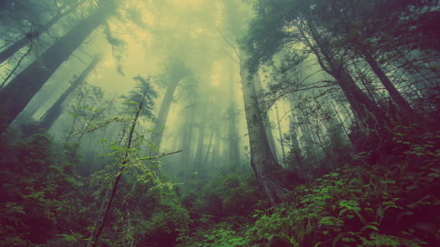Dense forest tall trees green free wallpaper for desktop - medium preview image