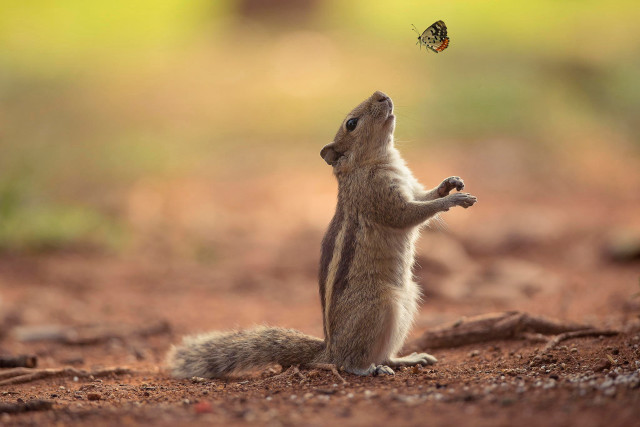 Squirrel reaching butterfly flying overhead free wallpaper for desktop - medium preview image