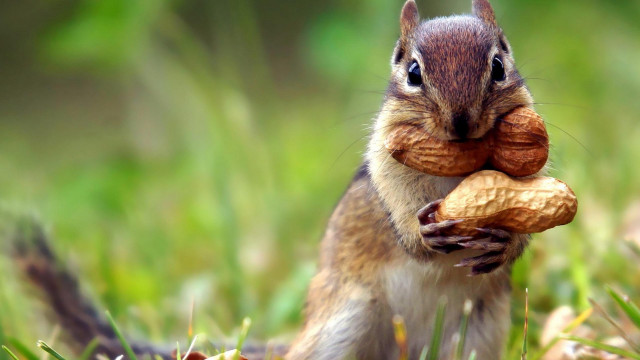 Squirrel eating nut grass award free wallpaper for desktop - medium preview image