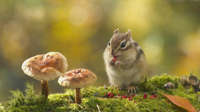Chipmunk mossy surface mushrooms leaves free wallpaper for desktop - medium preview image
