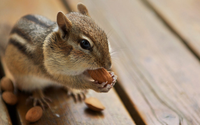 Chipmunk eating nut wooden table free wallpaper for desktop - medium preview image