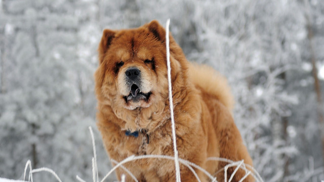 Dog snow eyes closed head free wallpaper for desktop - medium preview image