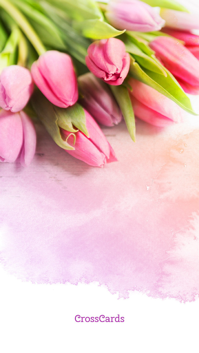 Pink tulips pink background white free wallpaper for mobile - medium preview image