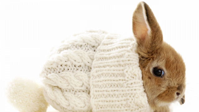 Small rabbit hiding sweater ball free wallpaper for desktop - medium preview image