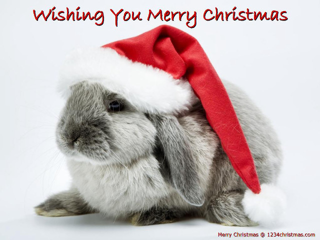 Rabbit santa hat merry message free wallpaper for desktop - medium preview image