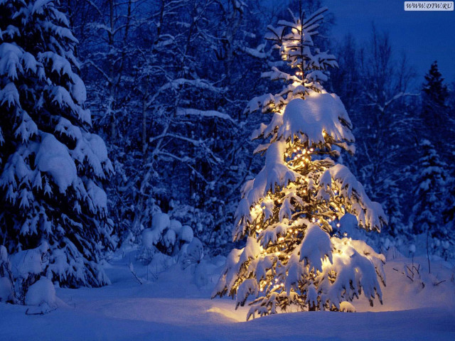 Snowy tree with lights forest free wallpaper for desktop - medium preview image