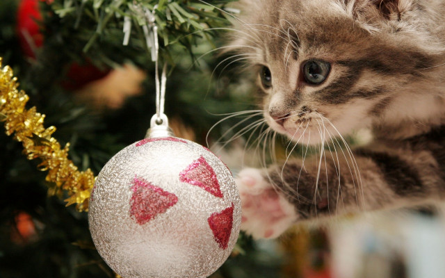 Kitten looking christmas ornament gold free wallpaper for desktop - medium preview image