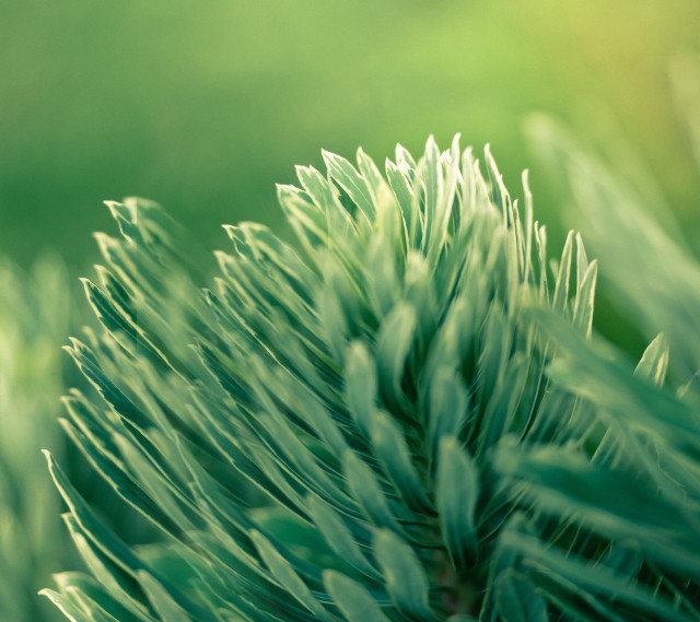Close up green plant leaves #2 free wallpaper for tablet - medium preview image