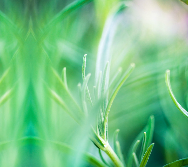 Closeup green leaves blurry grass free wallpaper for tablet - medium preview image
