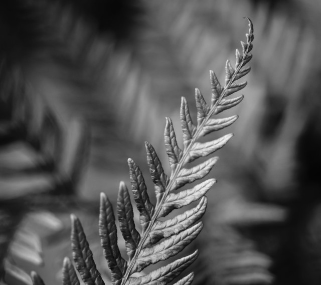 Fern leaf black white blurry free wallpaper for tablet - medium preview image