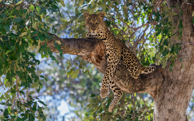 Leopard sitting tree branch looking free wallpaper for desktop - medium preview image