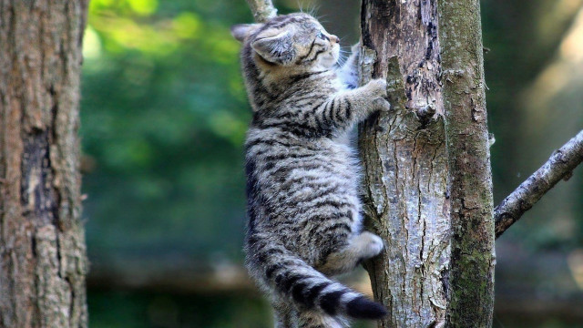 Cat climbing tree reach branch free wallpaper for desktop - medium preview image