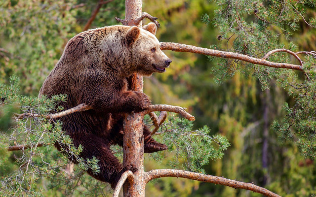 Brown bear climbing tree branch free wallpaper for desktop - medium preview image