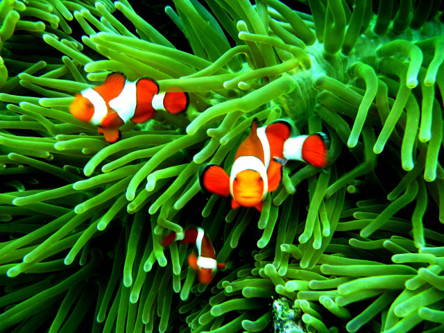 Clown fish anemone coral reef #3 free wallpaper for desktop - medium preview image