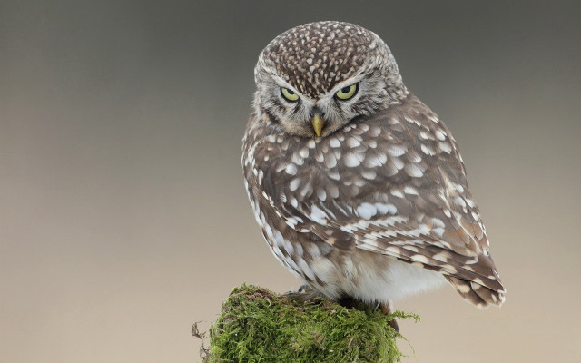 Small owl mossy branch gray free wallpaper for desktop - medium preview image