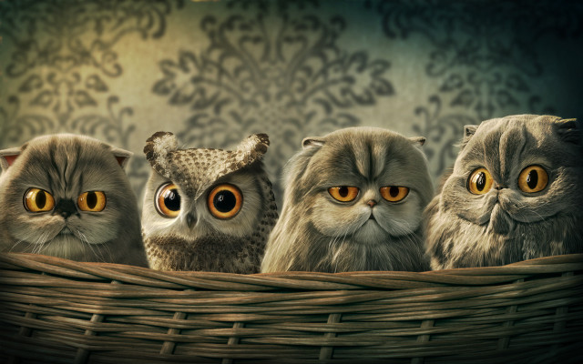 Owls basket yellow eyes damask free wallpaper for desktop - medium preview image