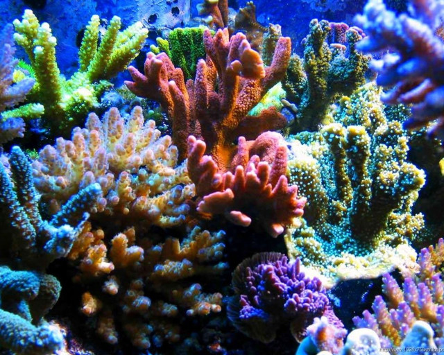 Colorful coral reef underwater glowing free wallpaper for desktop - medium preview image