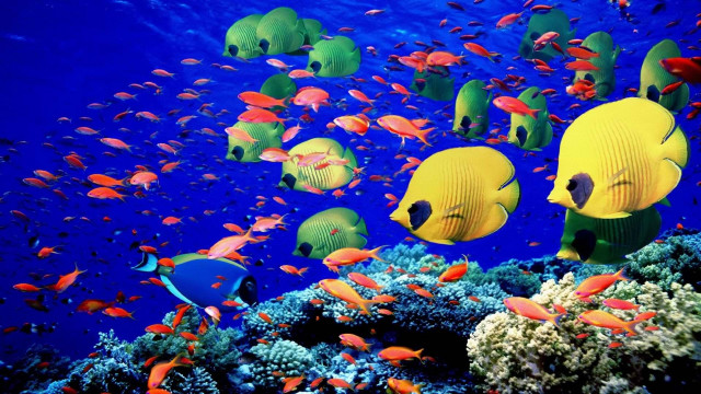Fish coral reef ocean blue #16 free wallpaper for desktop - medium preview image