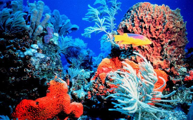 Colorful coral reef yellow fish free wallpaper for desktop - medium preview image