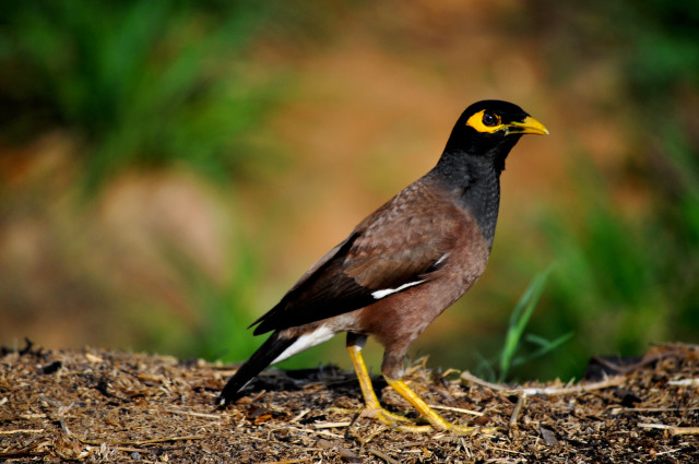 Bird yellow beak dirt ground free wallpaper for desktop - medium preview image