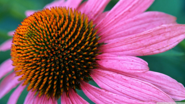 Pink flower yellow center green free wallpaper for desktop - medium preview image