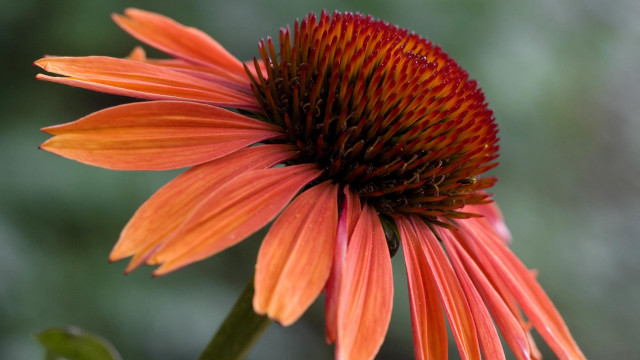 Close up flower blurry background #3 free wallpaper for desktop - medium preview image