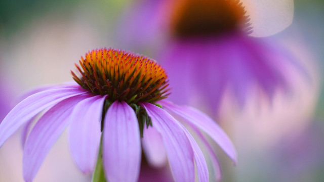 Purple flower closeup shallow depth free wallpaper for desktop - medium preview image
